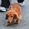 dog walk 2013-5079
